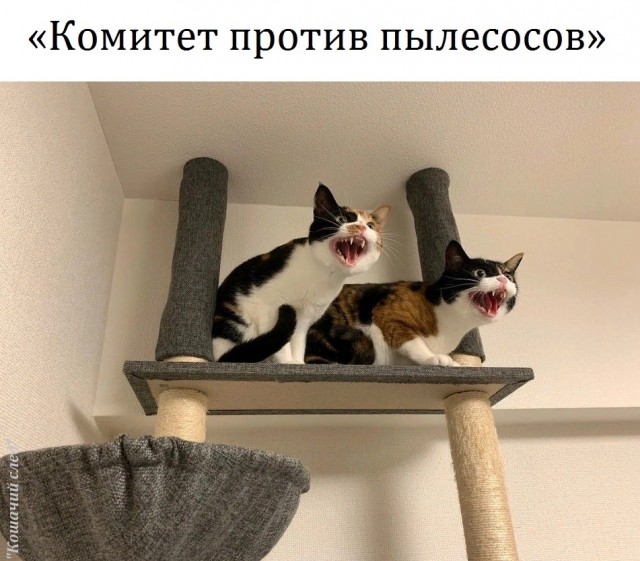Не только котовторник, а еще и Всемирный день кошек!