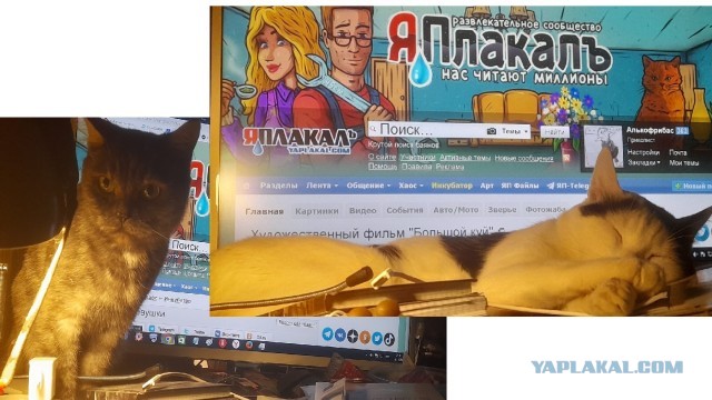 Жизнь домашнего приюта для котеек 468