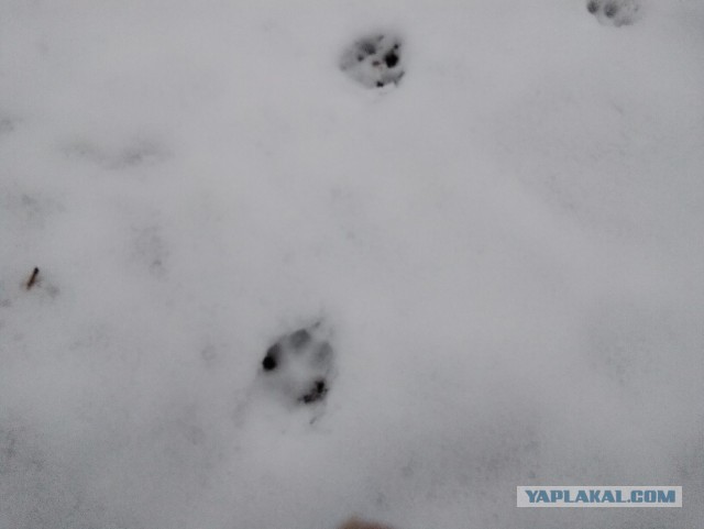 К жительнице Якутии почти месяц приходит в гости лисичка и просит ее покормить