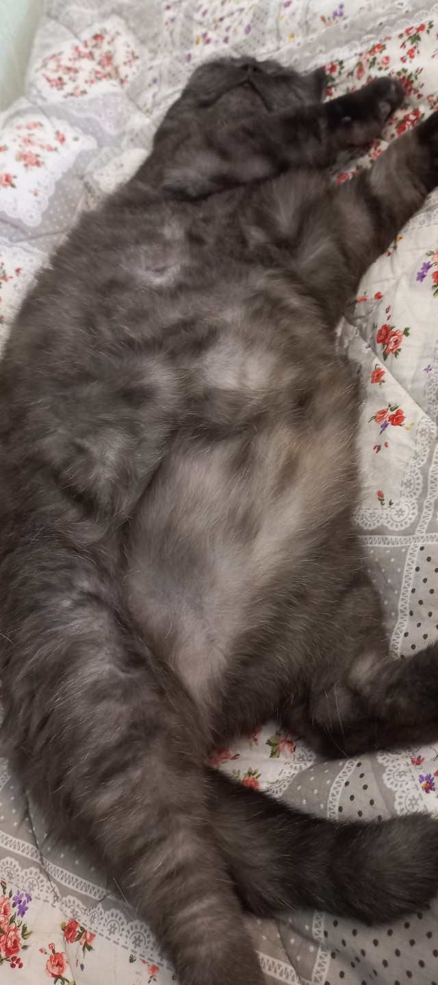 А как спит ваш питомец?