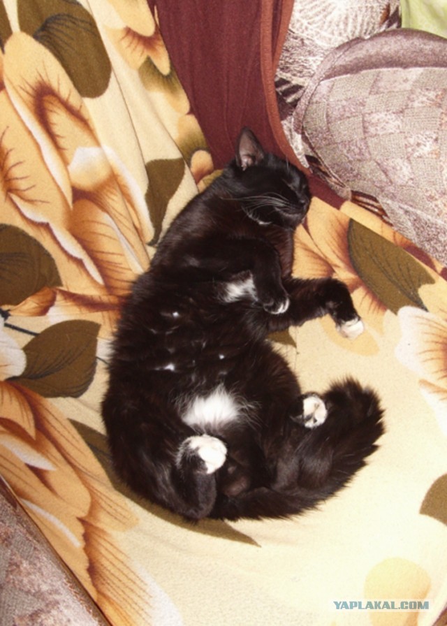 Котовторник 21.05.2013