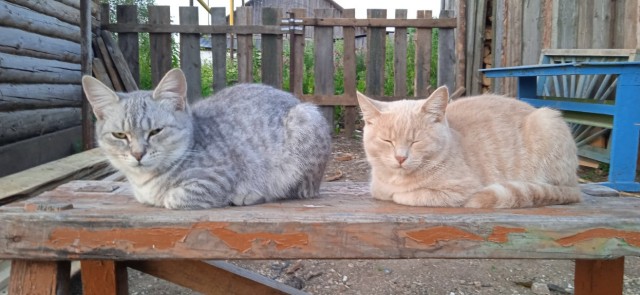 Котовторник же!