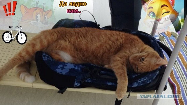 Ребята вы совсем сошли сума, вы во что превратились, в кошатницу?