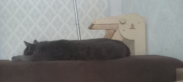 Ребят не вторник,но все же вопрос, может кот возрастом 6 месяцев быть таким??