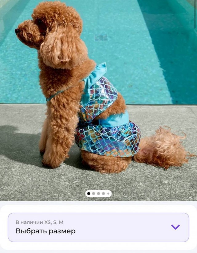 Купальники для собак и кошек стали продавать в России