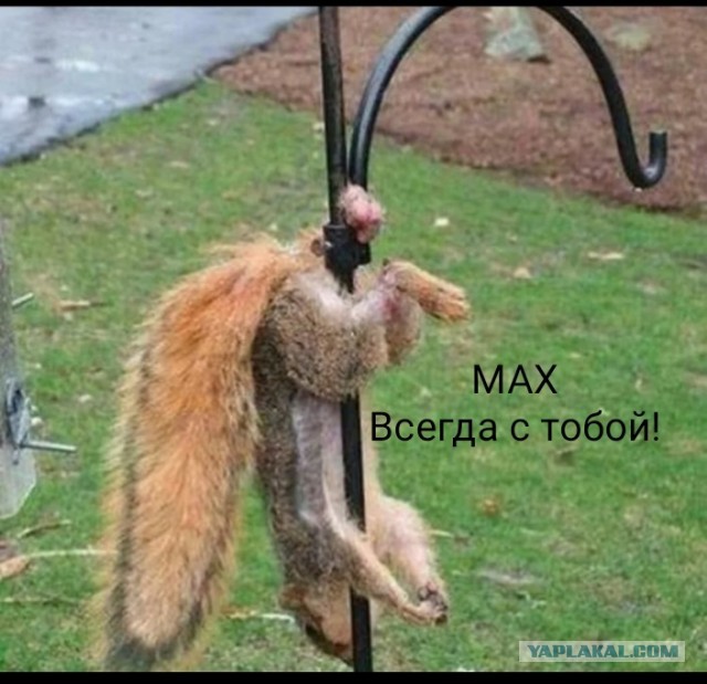 MAX рекламируют