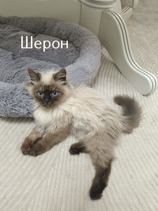 Жизнь домашнего приюта "Котоленд" 519