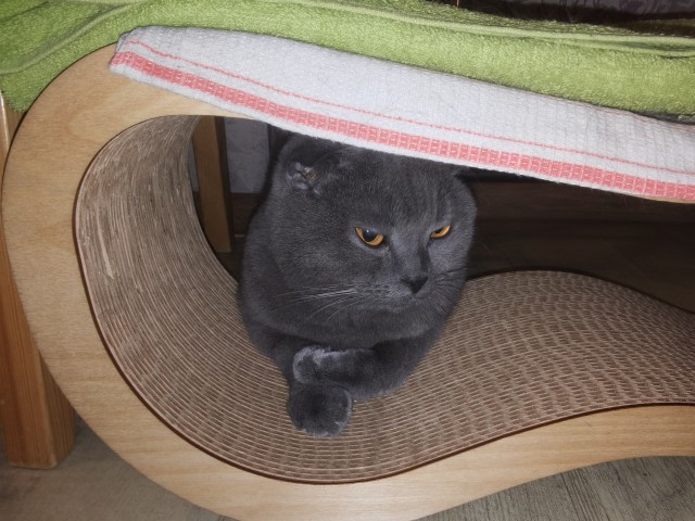 В защиту кошек породы Сфинкс канадский...