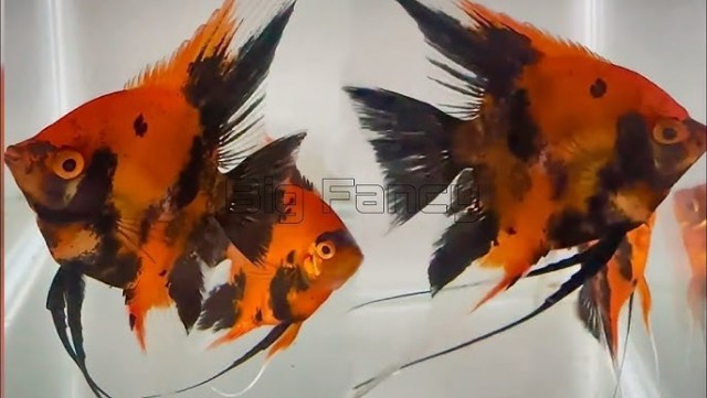 С Днем Аквариумиста!