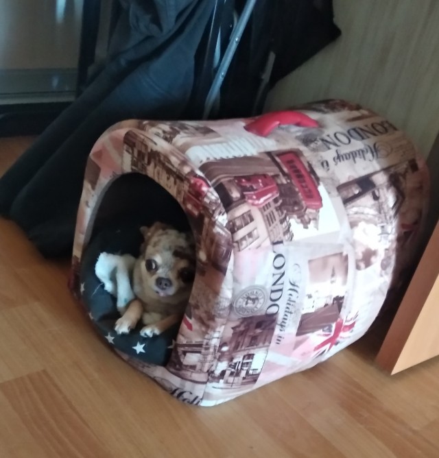 К собакочетвергу