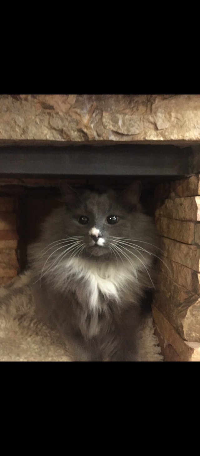 Котовторник