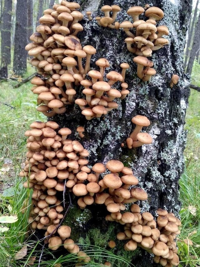 Armillaria mellea