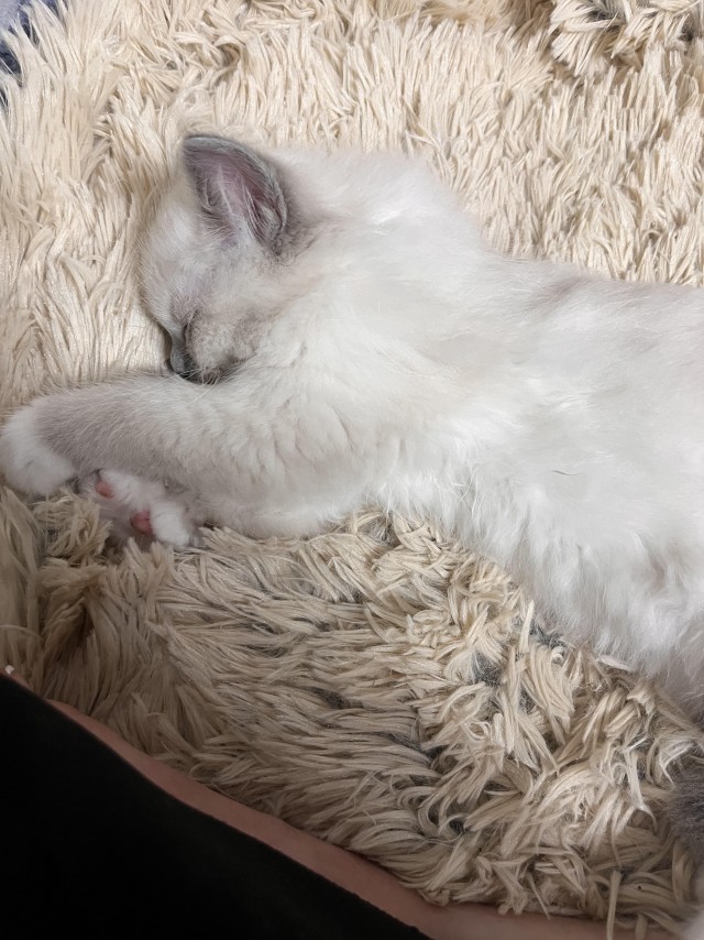 Уставший малыш (котовторник)