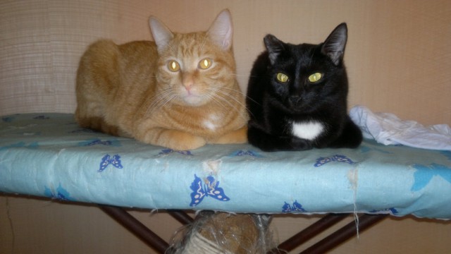 Котовторник 10.06.2014