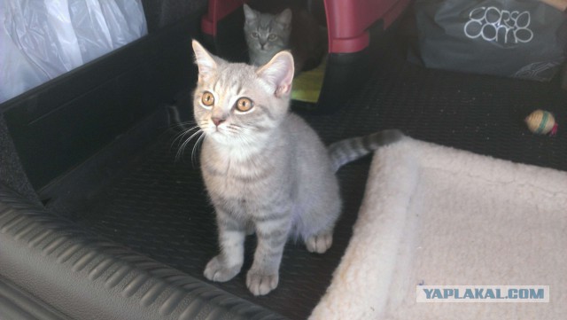 Котовторник 16.09.14