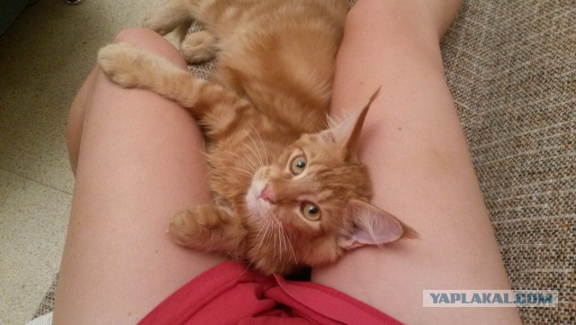 Котовторник 30.09.2014