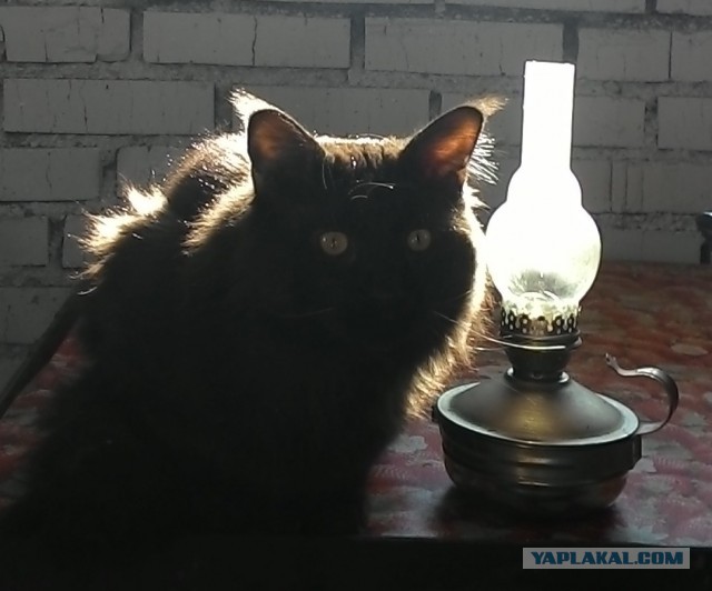 Котовторник