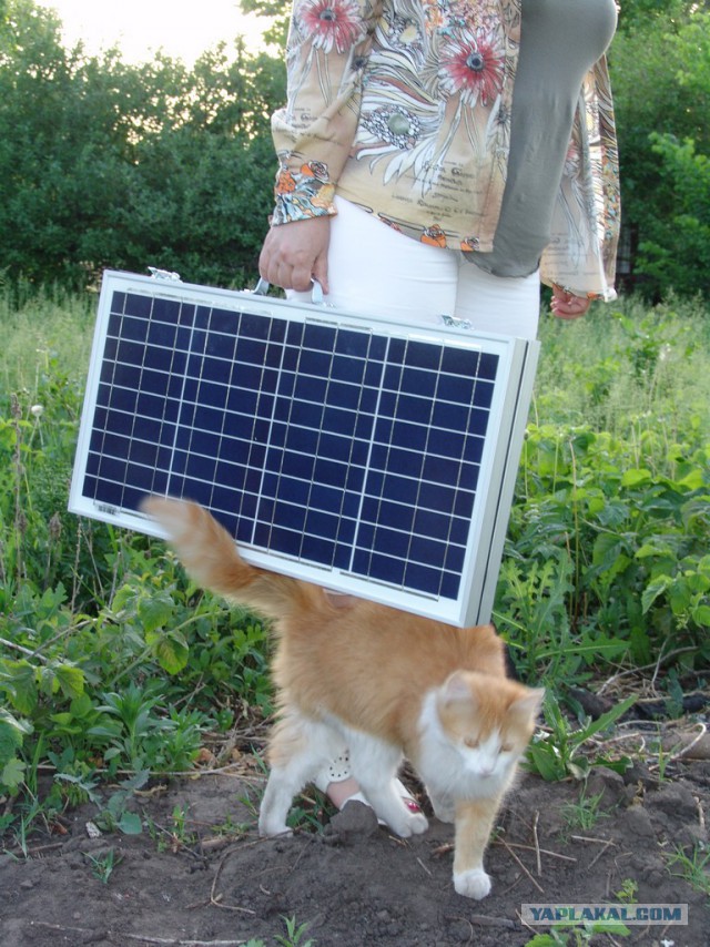 Котовторник   02.06.2015