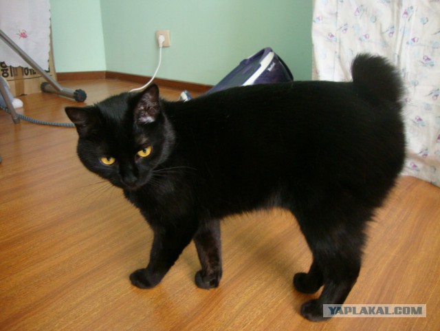 Котовторник 30,06, 2015
