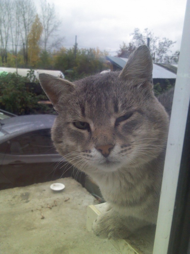 Котовторник наступил!:)