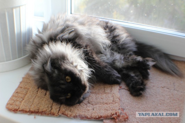 Котовторник 06.10.2015