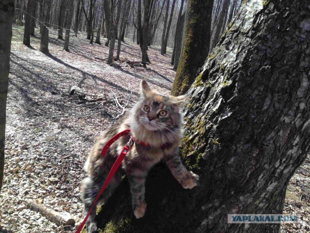 Кошки породы мейн-кун
