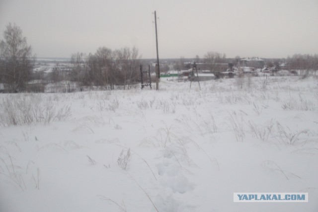 Исчезающая собака