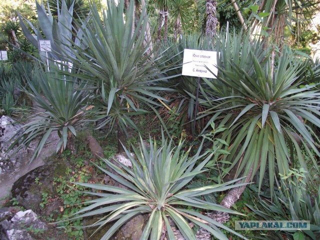 Как растет еда в естественной среде