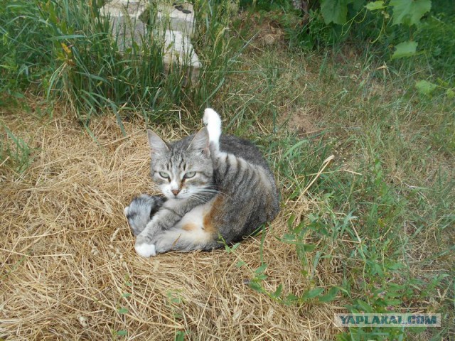 Жизнь домашнего приюта для котеек 120