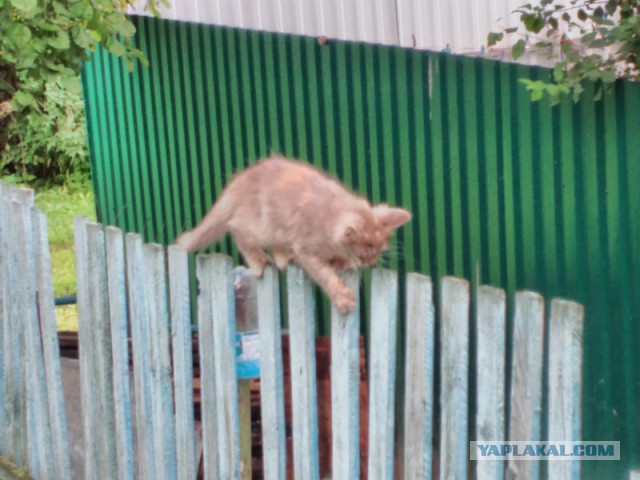 Котовторник 19.07.2016