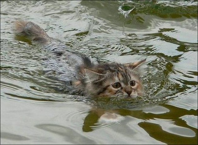 Коты из сети