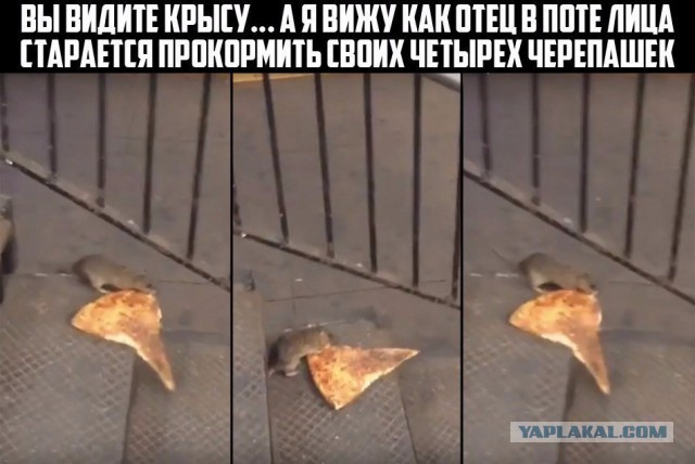 Смешные и не очень жипэги..