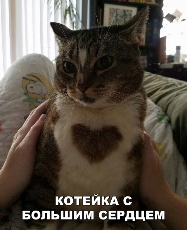 Коты и Кошки