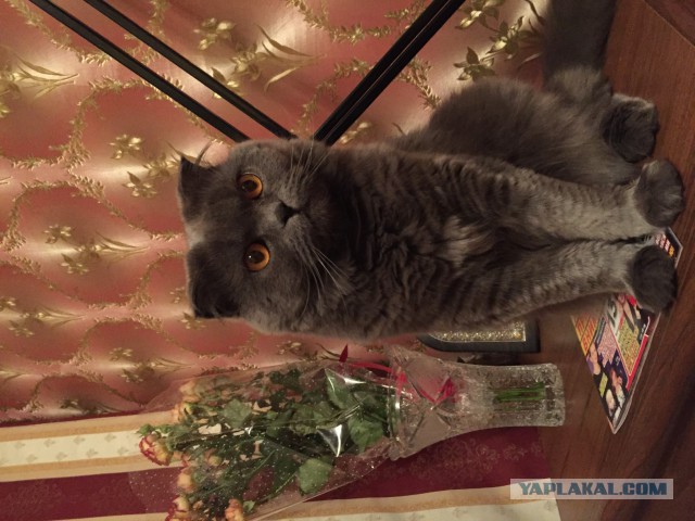 Бенгальская деваха