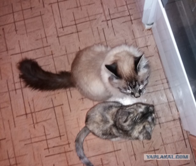 Котовторник!