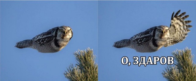 Открываю сундучок с тупежом