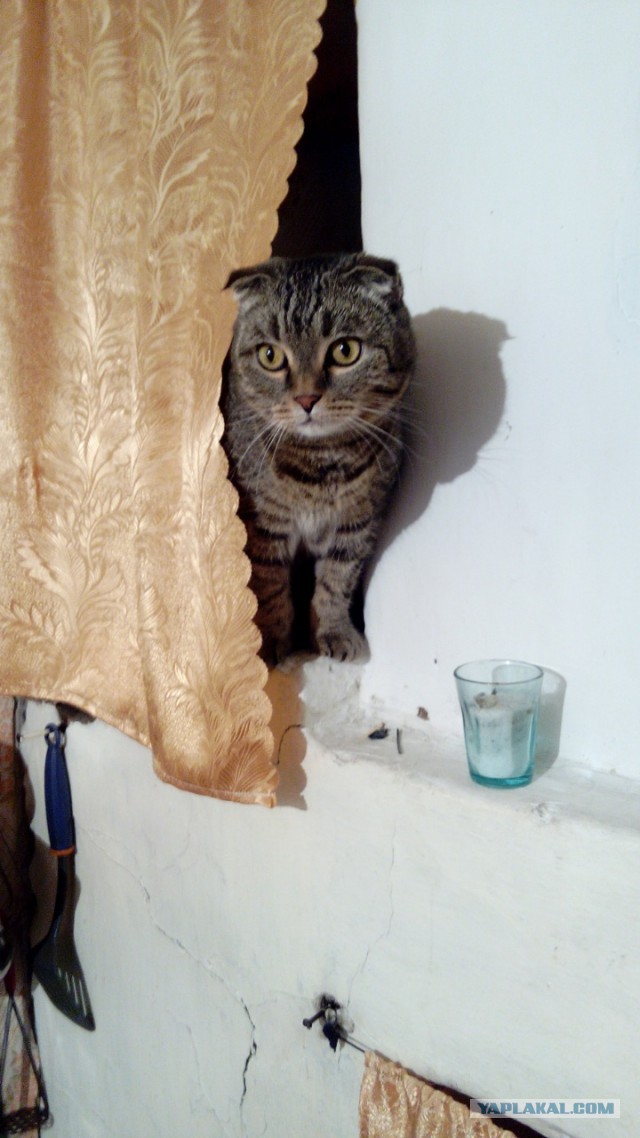 Котовторник 24.04.2018