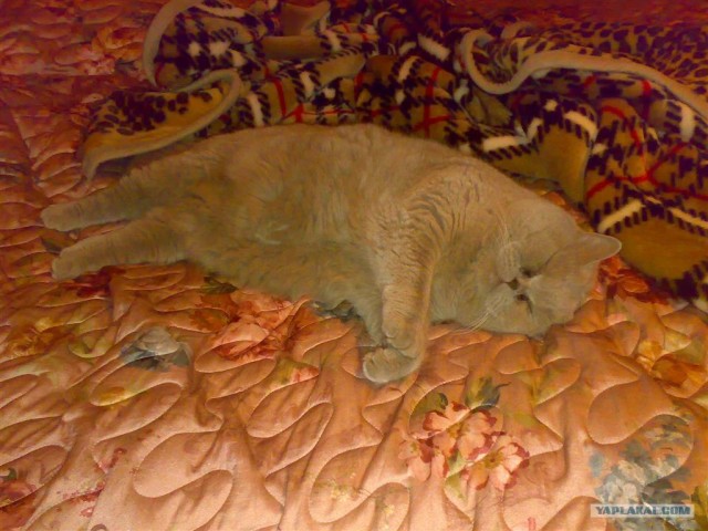 Ура, котовторник! (01.07.2008)