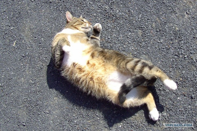 Котовторник на ЯПлакалъ
