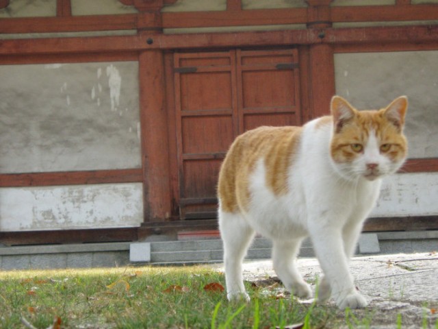 Котовторник в ЯПонии (58 фот)