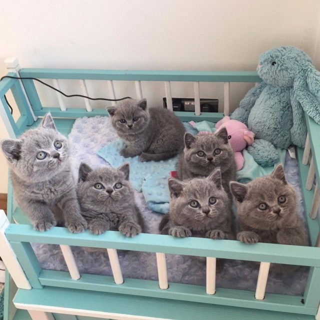 Прикольных котов пост
