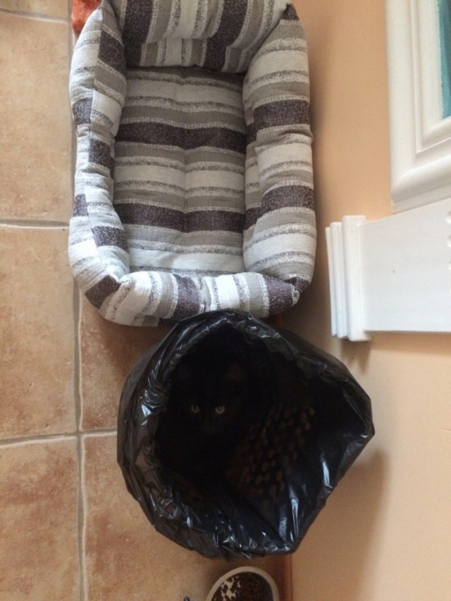 Прикольных котов пост