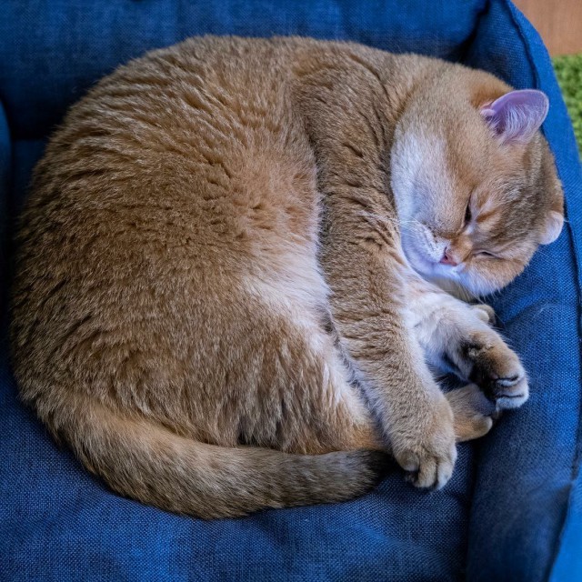 Прикольных котов пост