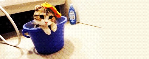 Котовторник уже сегодня!