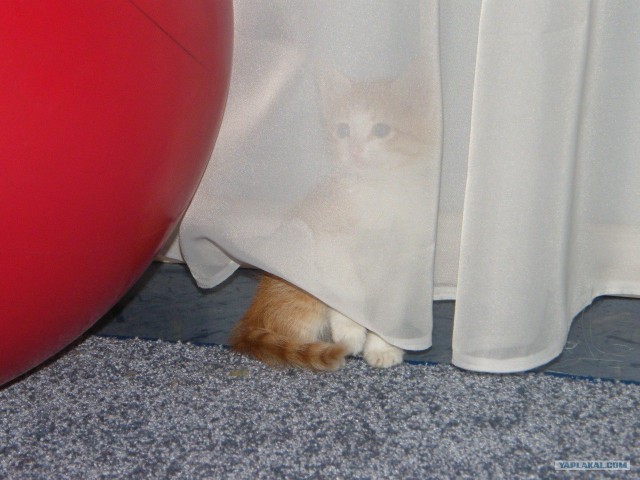 Котовторник, для любителей кошек