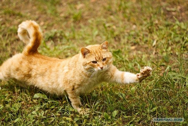 Десантный котовторник