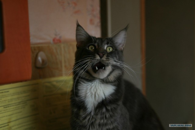 Котовторник! 13.03.2012