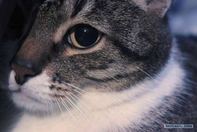 Котовторник 17.04.2012