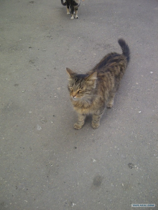 Котовторник 1 мая 2012