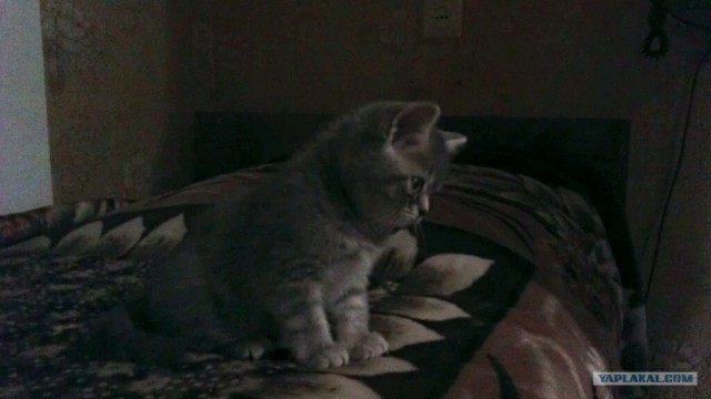 Котовторник 22.05.2012
